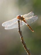 Dragonfly on a twig