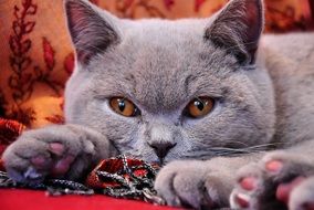 British gray cat with bright eyes