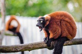 red ruffed lemur in the zoo