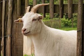 White domestic goat