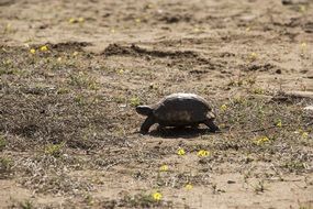 small turtle in wildlife