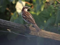 brown sparrow on a tree branch