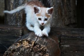 climbing little kitten