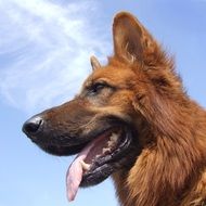 red german shepherd