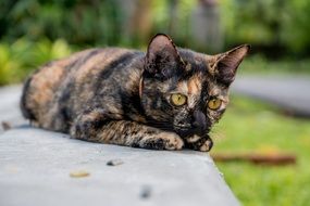 portrait of spotted domestic cat lies on the street