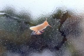 snail on wet glass