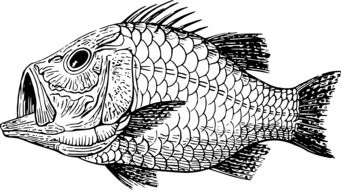 drawing of the Ancient Cretaceous fish