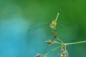 green dragonfly on the twig