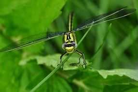 yellow black dragonfly