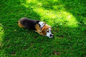 Beagle dog is lying on the grass