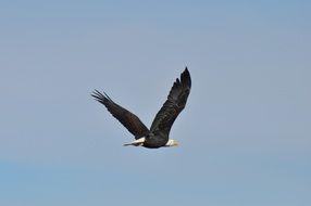 soaring bald eagle