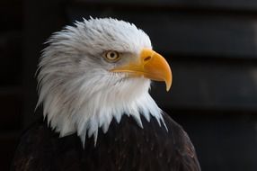 Bald Eagles bird