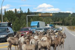 landscape of herd of mountain goats on a highway in Canada