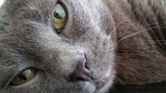 Cat Pets Animal Detail Close-Up
