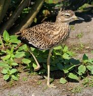 Bird is standing on the one leg