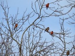 a pack of bullfinches on a tree in winter