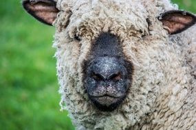 Sheep in wildfire