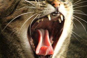 yawning relaxed cat