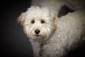 Cute beautiful white labradoodles