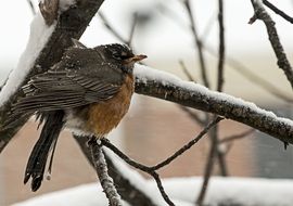 frozen Robin Bird Winter portrait