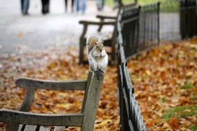 fluffy fat squirrel on a wooden bench