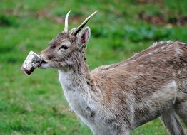 nice Deer Wildlife