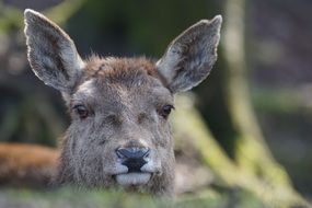 Red Deer mammal wildlife photography