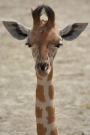 portrait of a young giraffe