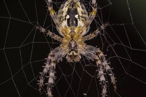 spider on the cobweb, macro