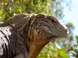 iguana in the wild