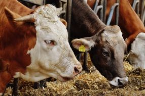 cows stand in a stall