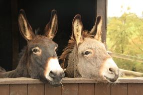 two muzzles of donkeys