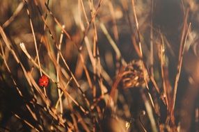 Nature Dry Animal