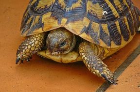 yellow and black Turtle hiding in shell