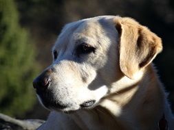 photo of the face of the golden retriever