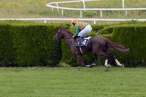 jockey on a brown horse