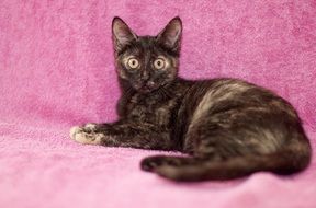incomparable Cat Feline