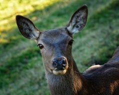 young hornless deer close up