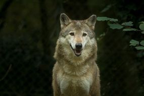 watching wild wolf