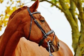 elegant light brown horse close-up on blurred background