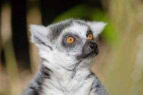 portrait of a cute lemur