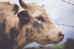 cow for Barbed Wire