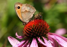 beautiful brown butterfly on a fluffy flower