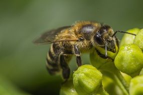 insect collecting pollen in spring