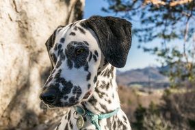 dalmatians near the rock