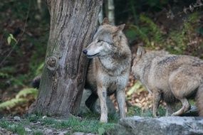 perfect beautiful Mongolian Wolf