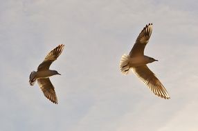 Gulls Fly