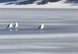 Seagulls on the snow