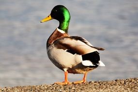 Mallard on Lake Constance