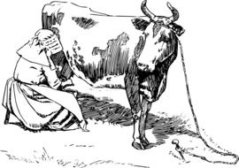 milking a cow on black and white illustration